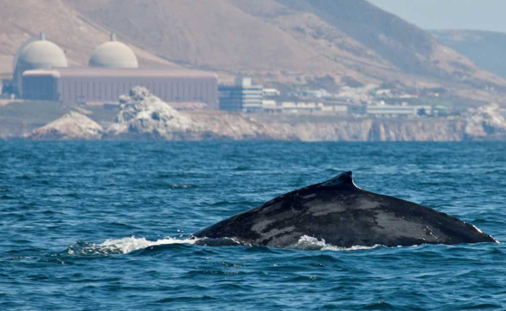 thesilentgiant.jpg thesilentgiant.jpg